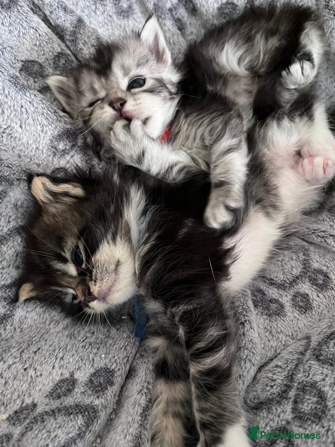 Maine Coon cats for sale: Maine coon kitten  - Image 33