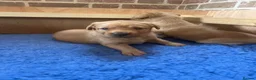 Labrador Retriever dogs for sale: KC registered fox red Labrador puppy  - Advert 1