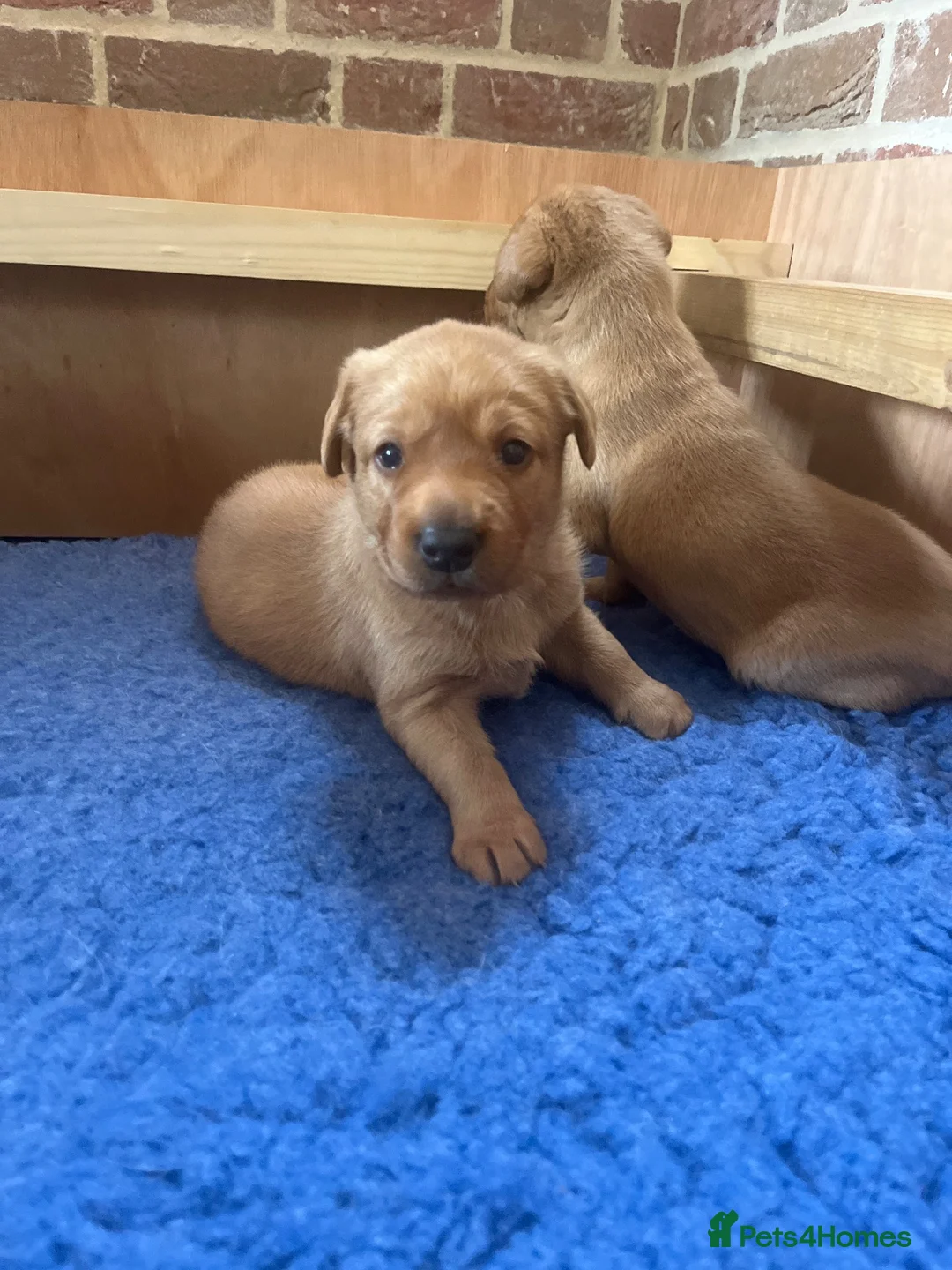Labrador Retriever dogs for sale: KC registered fox red Labrador puppy  - Advert 1