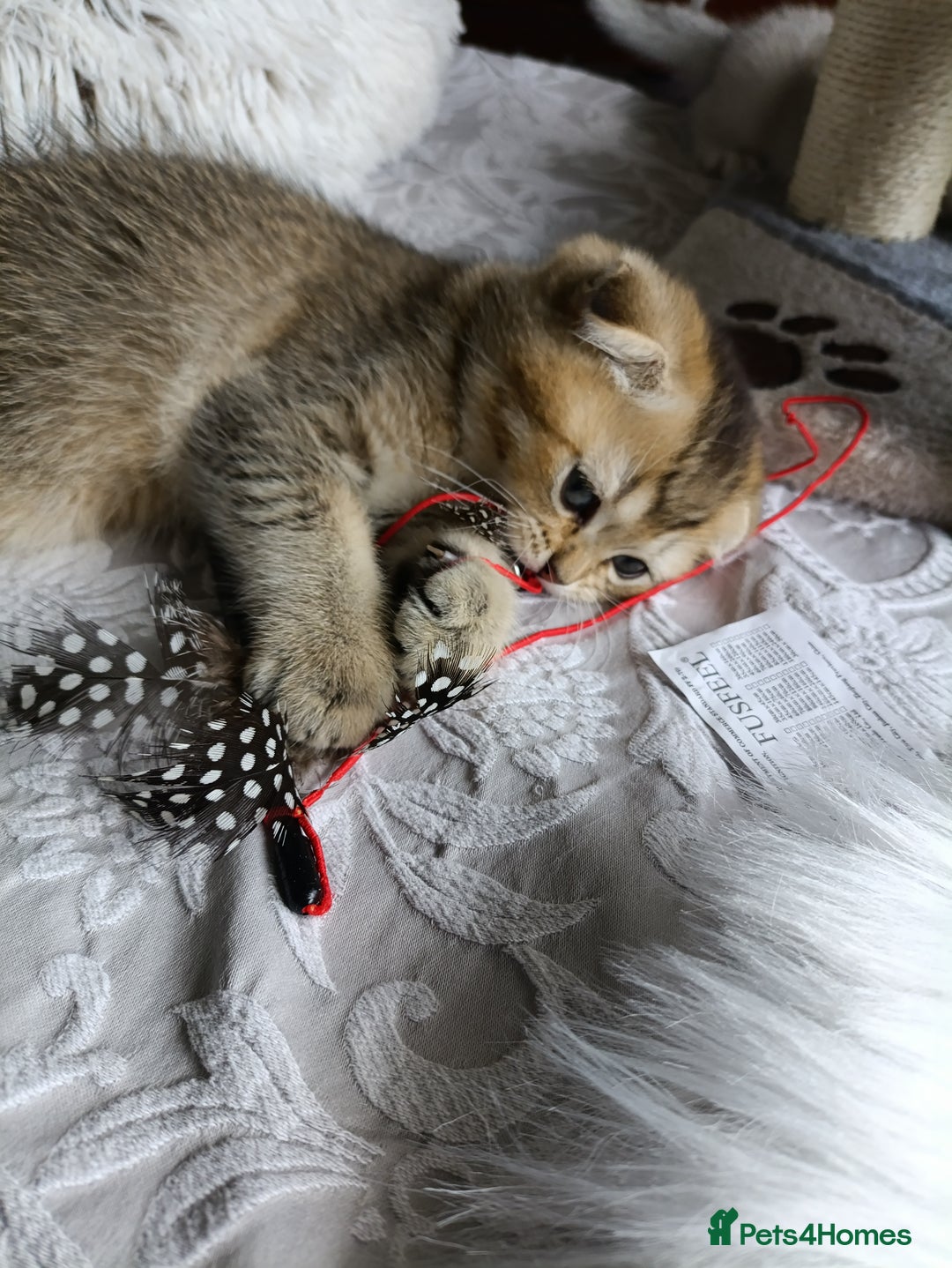 British Shorthair cats for sale: Scottish Fold and Straight kittens  - Image 16