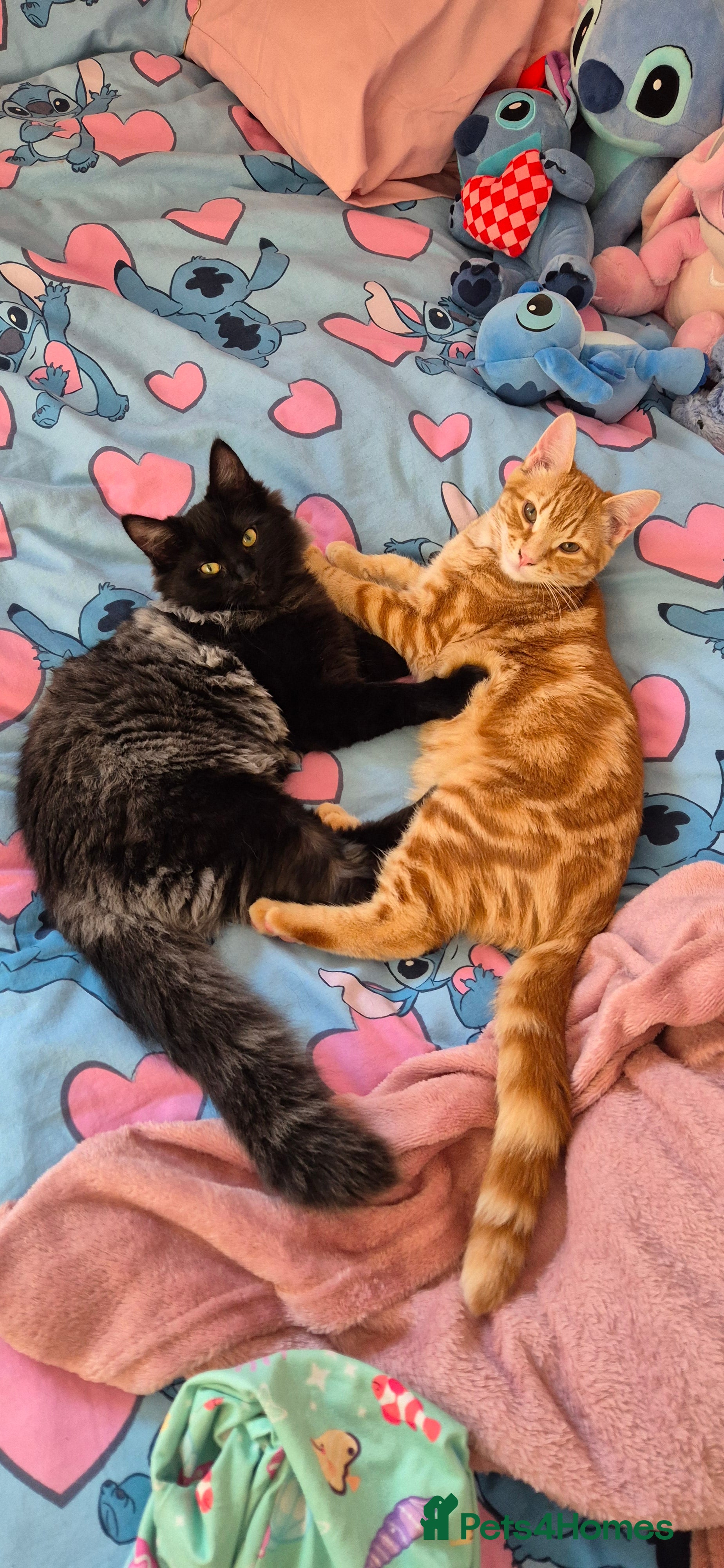 Mixed Breed cats Kittens - Advert 11