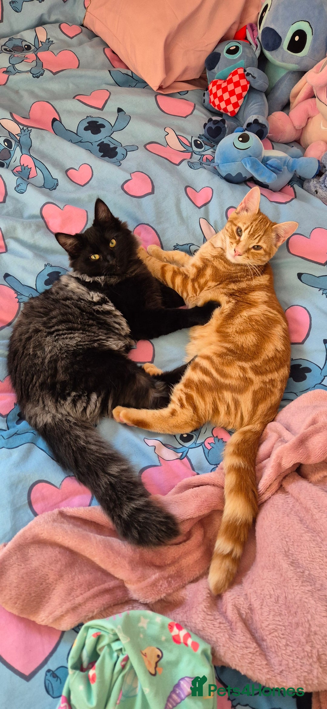 Mixed Breed cats for sale: Kittens - Advert 1