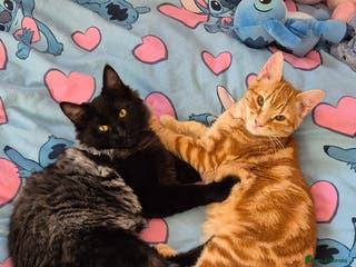 Mixed Breed cats Kittens - Advert 9