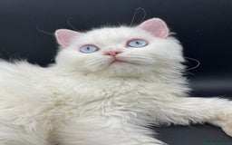 Persian cats for sale: Beautiful white persain  - Image 2