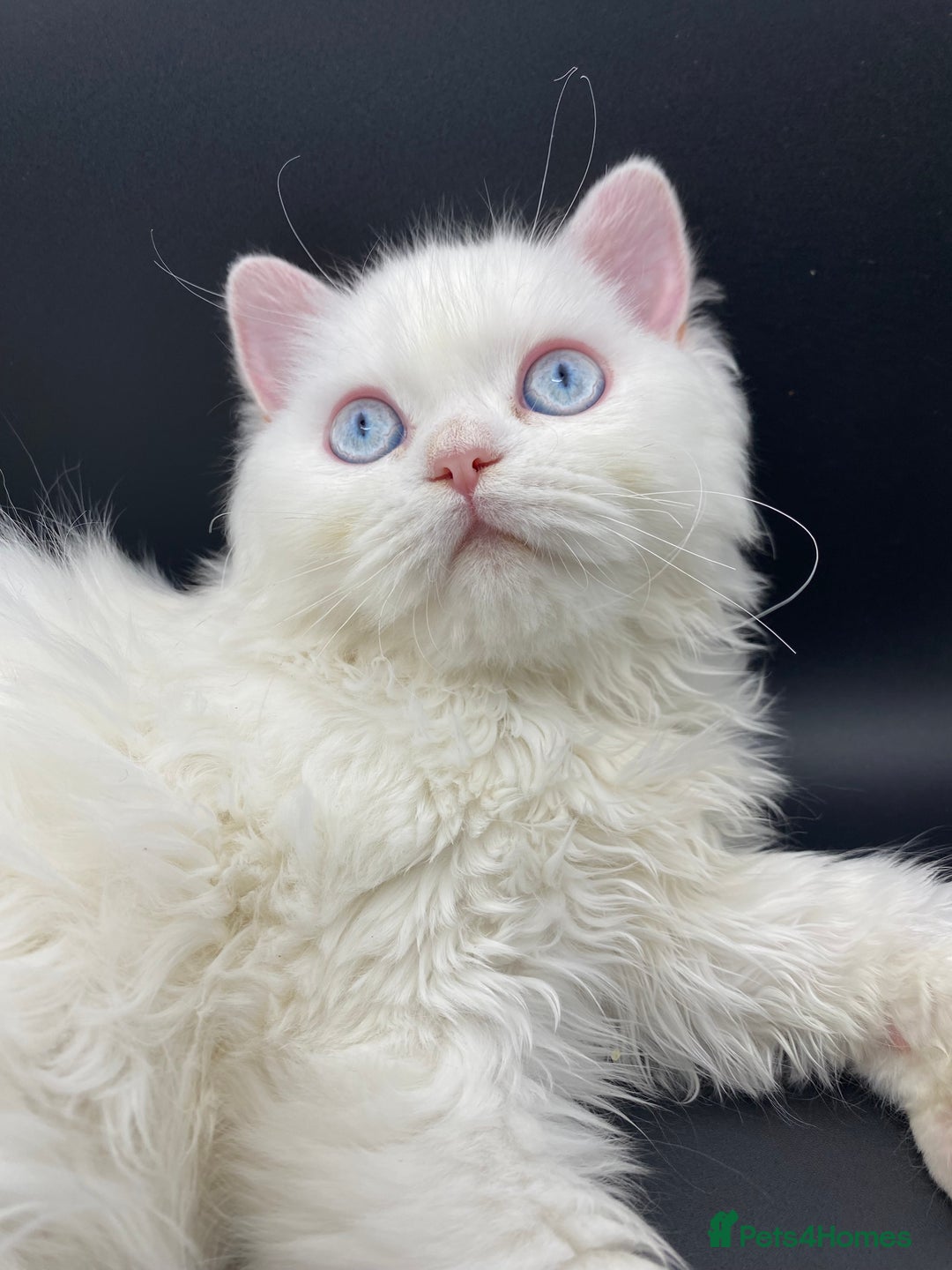Persian cats for sale: Beautiful white persain  - Image 2