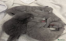British Shorthair cats for sale: Purebred British shorthairs  - Image 12