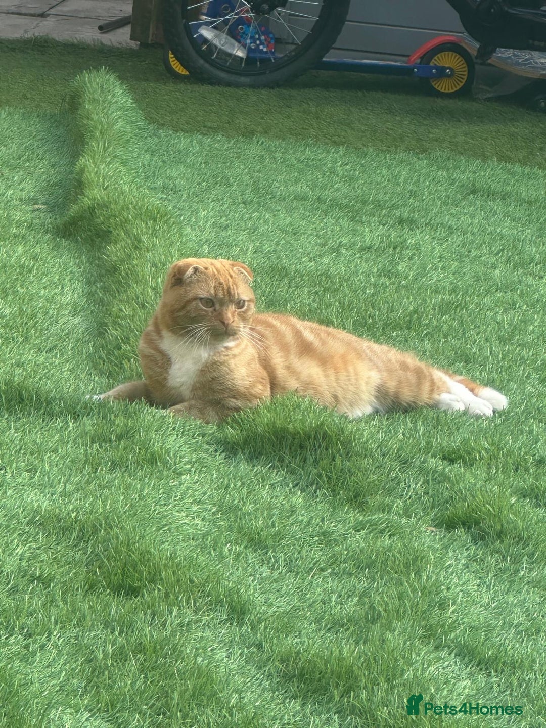 Scottish Fold cats for sale: Male scottish fold - Advert 2