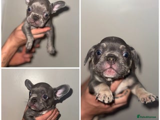 French Bulldog dogs - Advert 21