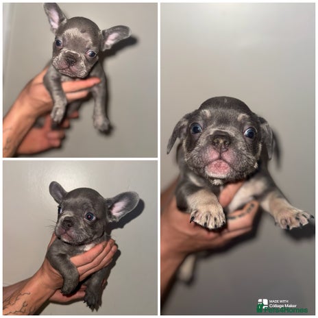 French Bulldog dogs - Advert 14