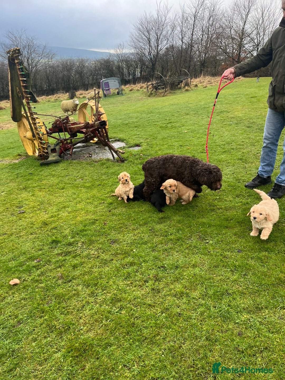 Labradoodle dogs for sale: Beautiful healthy Labradoodle Puppied - Advert 7