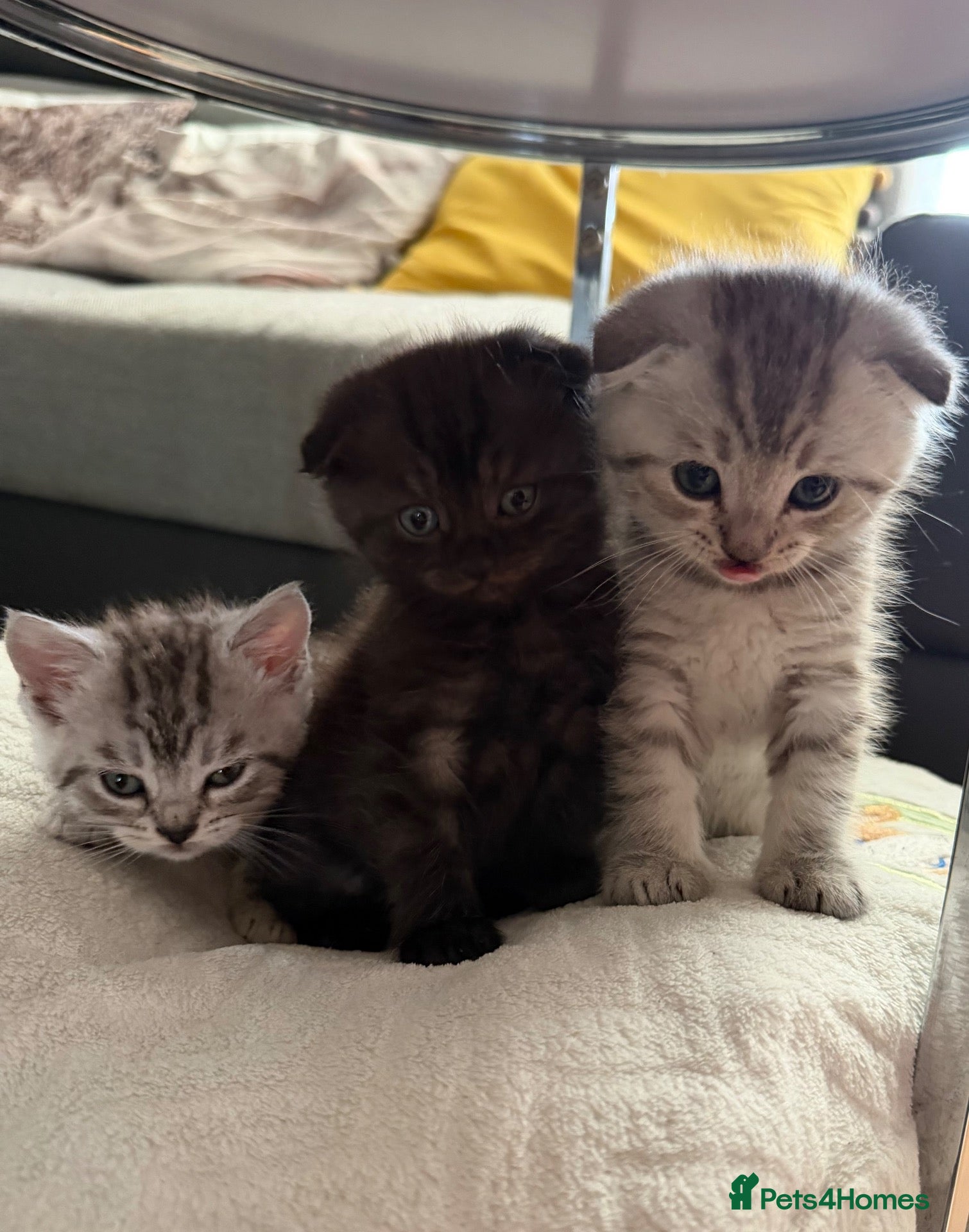 Scottish Fold cats Adorable Scottish Fold & Straight Kittens  - Advert 3