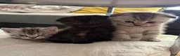 Scottish Fold cats for sale: Adorable Scottish Fold & Straight Kittens  - Advert 1