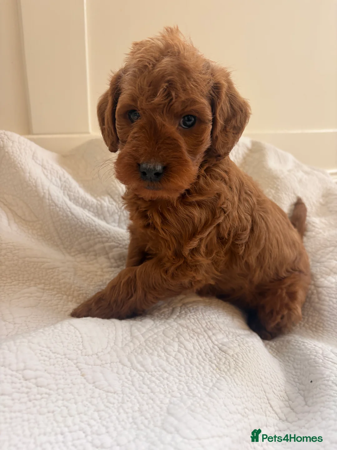 Labradoodle dogs for sale: LICENSED BREEDER QUALITY MINI LABRADOODLES - Advert 22