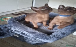 Burmese cats for sale: Stunning burmese kittens available. - Image 7