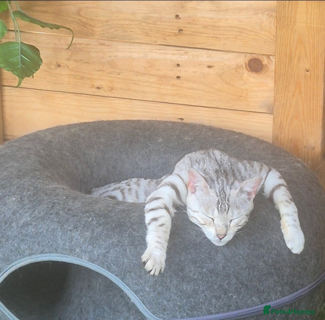 Bengal cats for sale: Bengal x British short hair - Advert 29