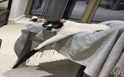 Mixed Breed cats for sale: 💔 Heartbreaking Rehoming – Manchester - Image 6