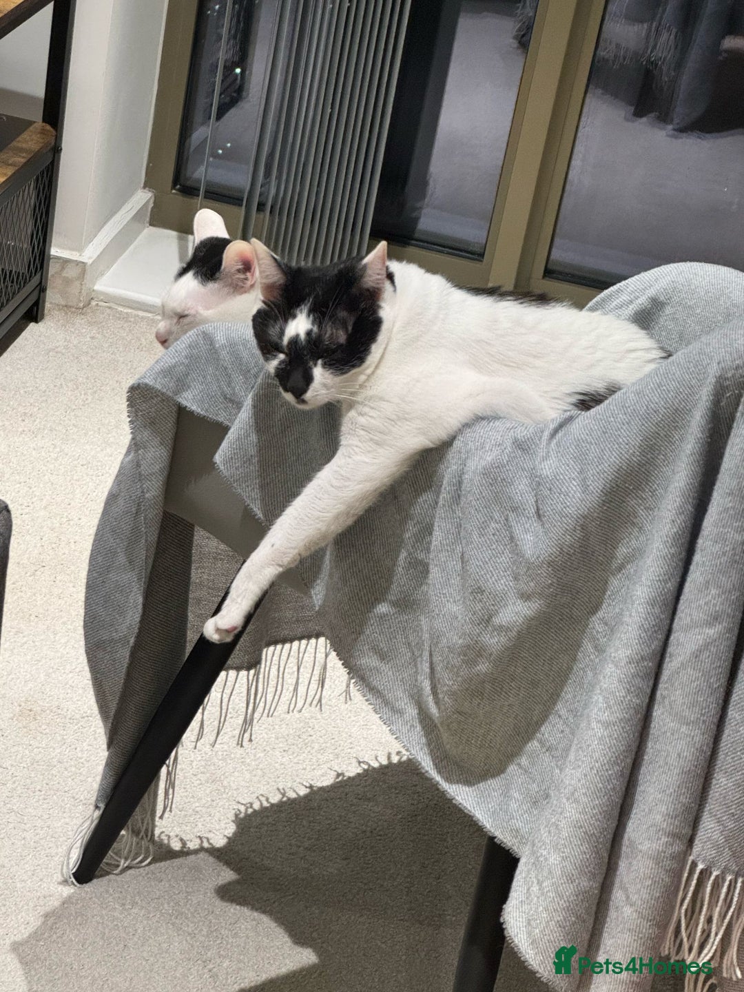 Mixed Breed cats for sale: 💔 Heartbreaking Rehoming – Manchester - Image 6