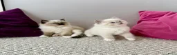 Ragdoll cats for sale: TICA registered ragdoll kittens - Advert 11