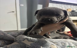 Staffordshire Bull Terrier dogs for sale: ✨ Blue Staffy Pups – Happy, Healthy & Loving!  - Image 21