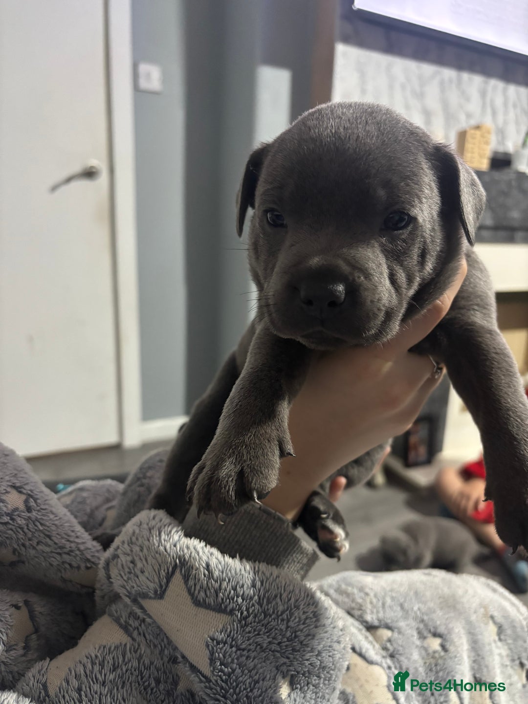 Staffordshire Bull Terrier dogs for sale: ✨ Blue Staffy Pups – Happy, Healthy & Loving!  - Image 21