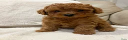 Cavapoo dogs for sale: Cavapoo puppies (Extensively health tested) F1b  - Advert 8