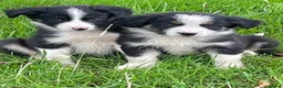 Border Collie dogs for sale: Farm bred border collie puppies - Advert 5
