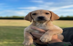 Labrador Retriever dogs for sale: Working Labrador Puppies - Image 13