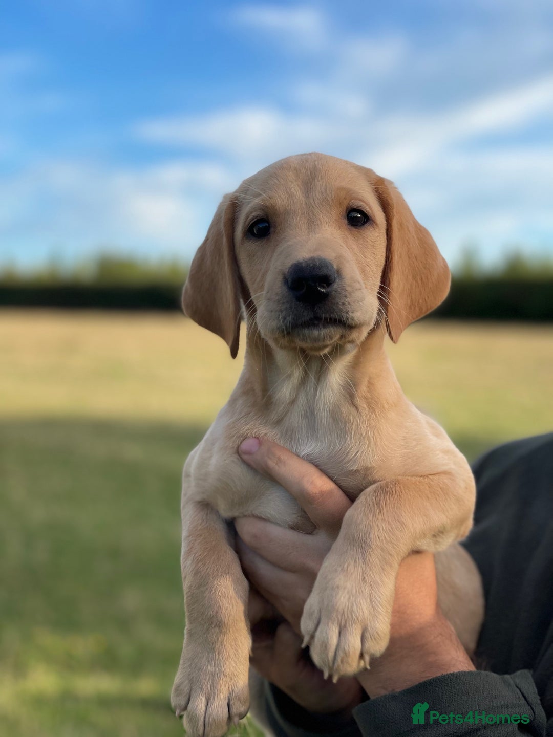 Labrador Retriever dogs for sale: Working Labrador Puppies - Image 13