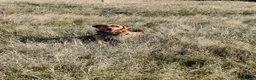 Labrador Retriever dogs for sale: Odie the Fox Red Labrador  - Advert 3