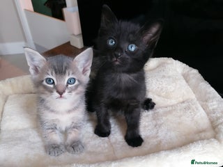 Mixed Breed cats Siamese Bengal mix kittens - Advert 1