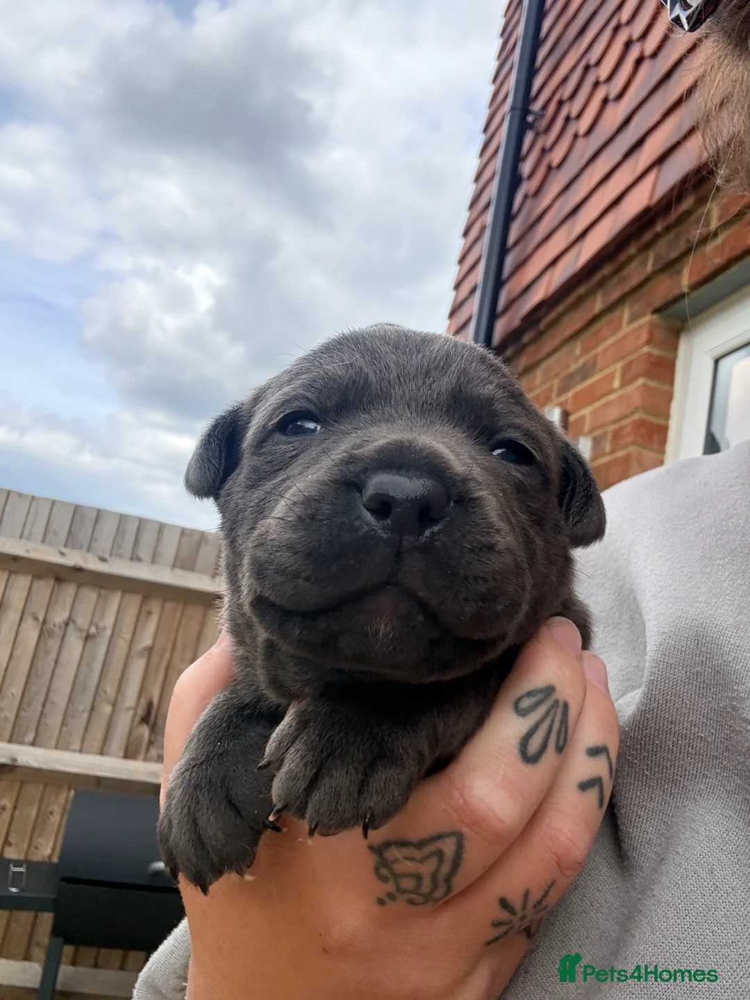 Staffordshire Bull Terrier dogs for sale: Outstanding Blue Staffordshire Bull Terrier Puppys - Advert 2