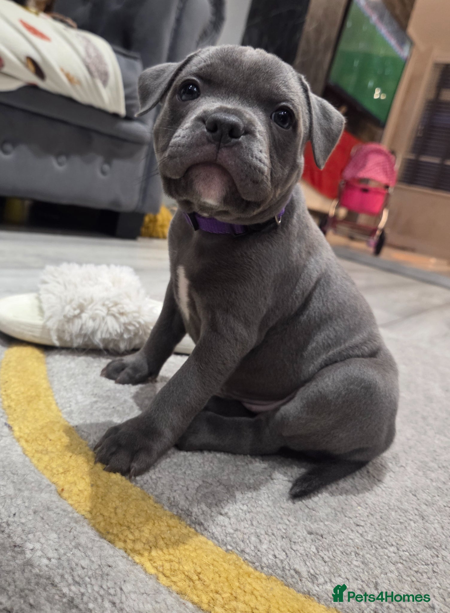 Staffordshire Bull Terrier dogs KC champ Staffies - Advert 23