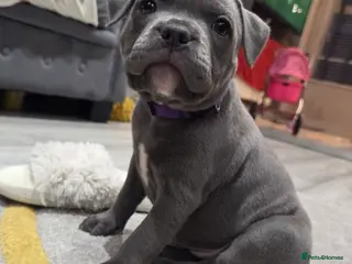 Staffordshire Bull Terrier dogs KC champ Staffies - Advert 23