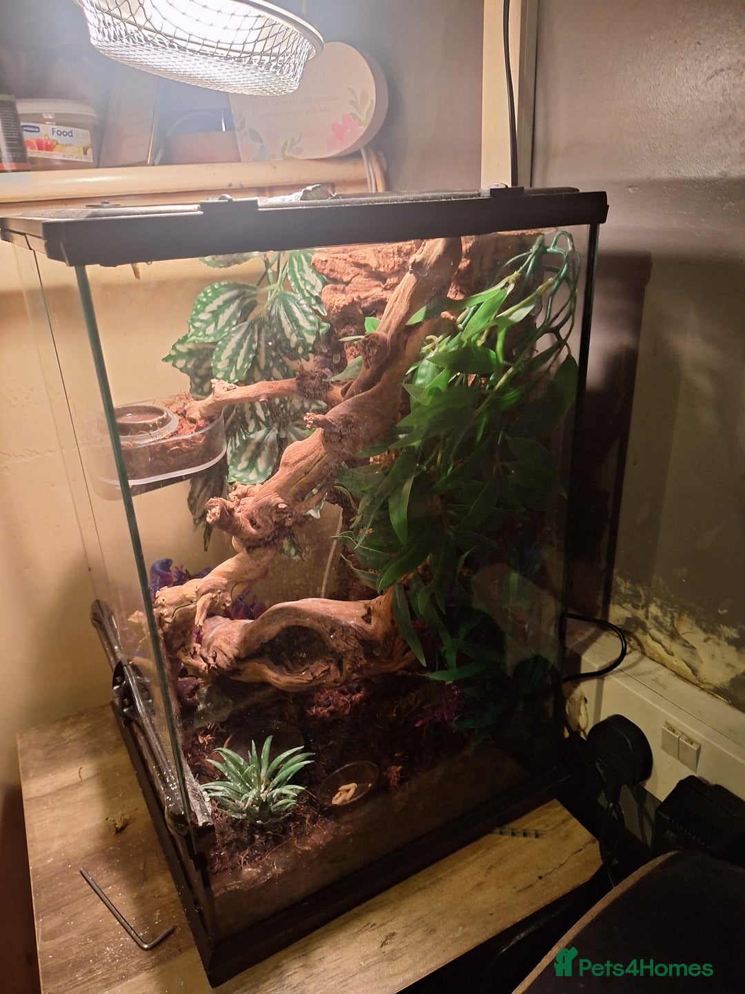 Gecko reptiles for sale: Harlequin Crested gecko with full setup - Advert 3
