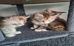Maine Coon cats for sale: Stunning pedigree Mainecoon Kittens  - Image 11