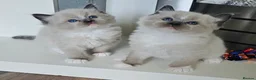 Ragdoll cats for sale: 5 Star licence held, Stunning GCCF reg kittens  - Advert 4