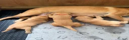 Labrador Retriever dogs for sale: Beautiful Red Fox Labrador Retriever Puppies - Advert 13