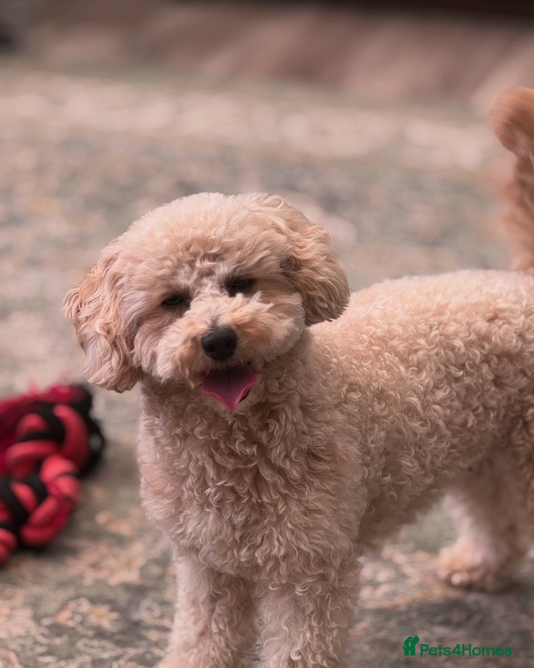 Maltipoo dogs for sale: 🐾 Maltipoo Puppies Raised With Love-DNA Clear  - Image 10