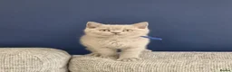 British Shorthair cats for sale: British Shorthair Lilac & Grey Blue Cute Kittens  - Advert 9
