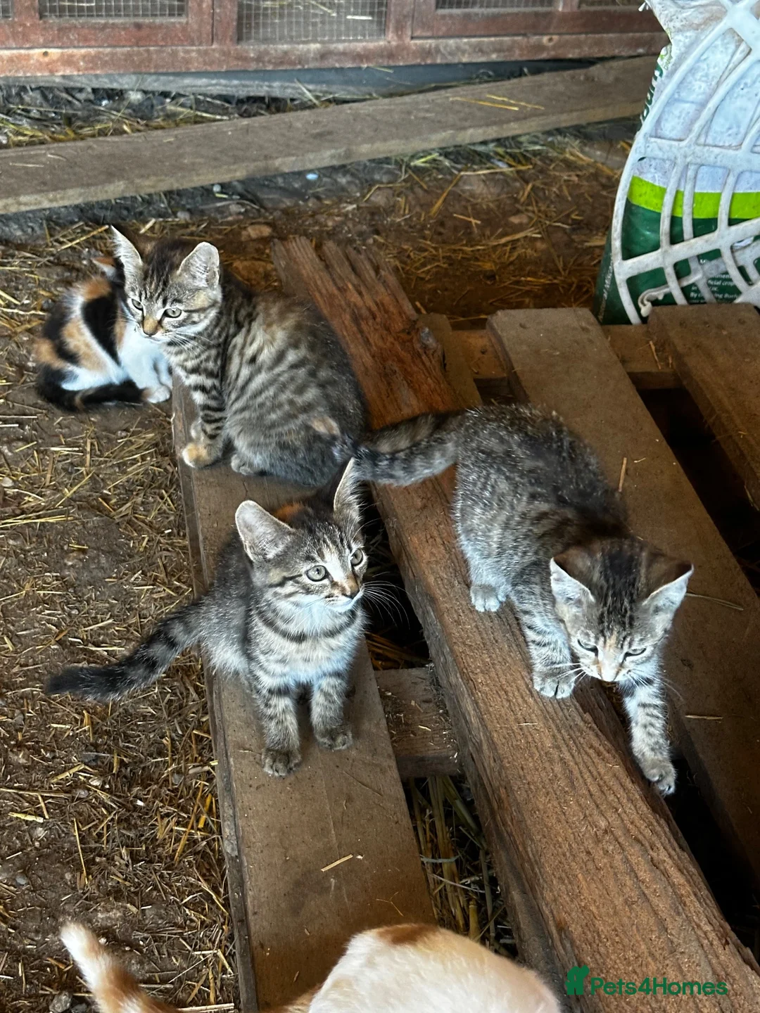 Mixed Breed cats for sale: Farm kittens looking for homes - Advert 1