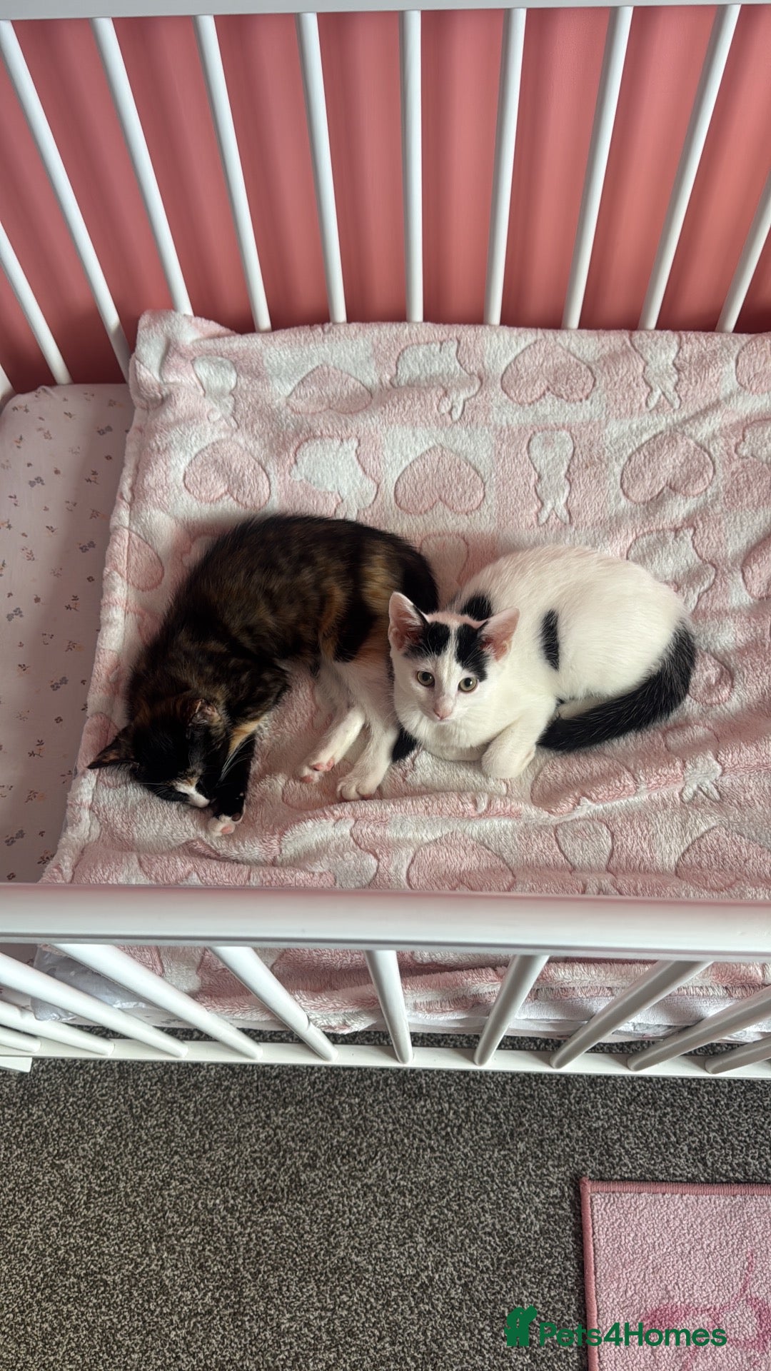 Ragdoll cats 2 girls kittens bonded pair  - Advert 1