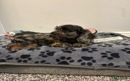 Mixed Breed dogs for sale: dixie pop puppies for sale - Image 6