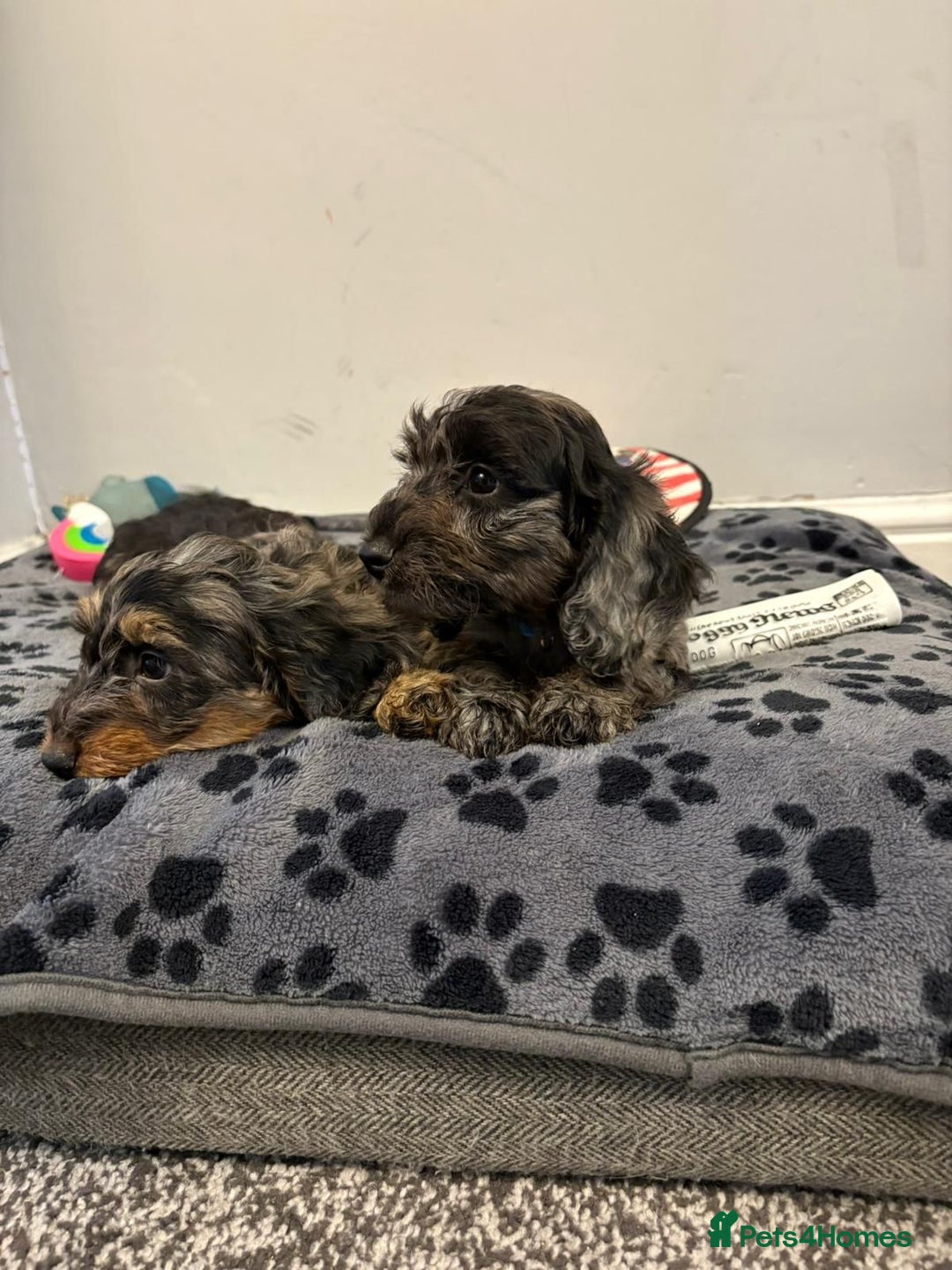 Mixed Breed dogs for sale: dixie pop puppies for sale - Image 6