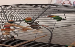 Lovebirds birds for sale: Birds - Image 4