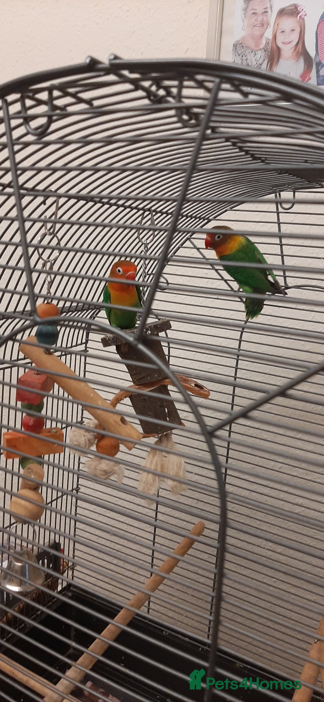 Lovebirds birds for sale: Birds - Image 4