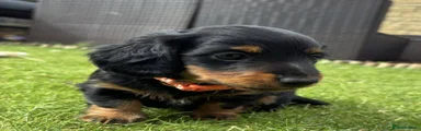 Miniature Dachshund Puppy 2