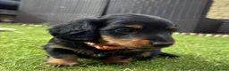 Miniature Dachshund dogs for sale: BEAUTIFUL MINIATURE DACHSHUND PUPPIES in Plymouth - Advert 4