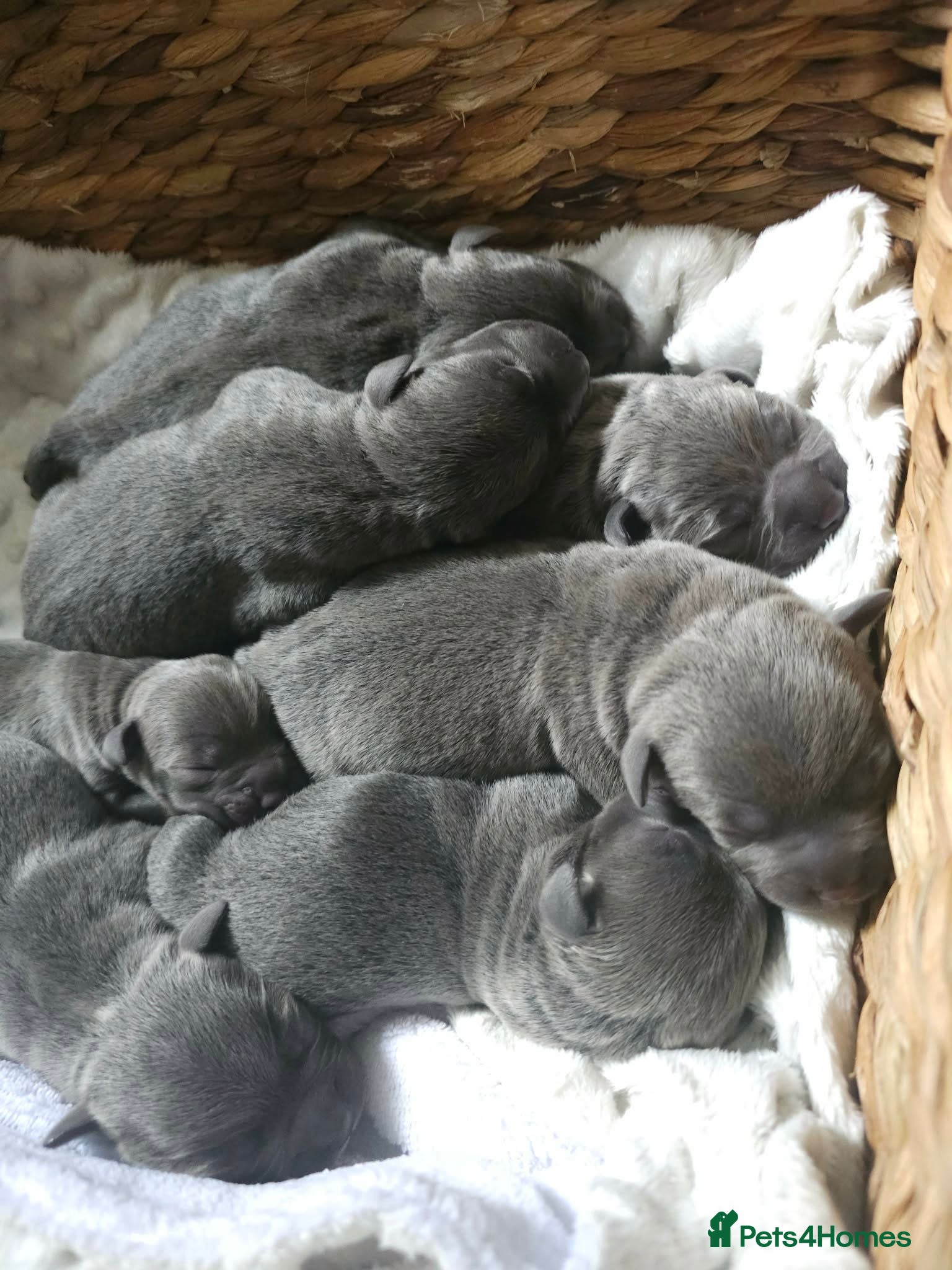 Staffordshire Bull Terrier dogs Beautiful KC Blue Staffordshire Bull Terrier Pups - Advert 1