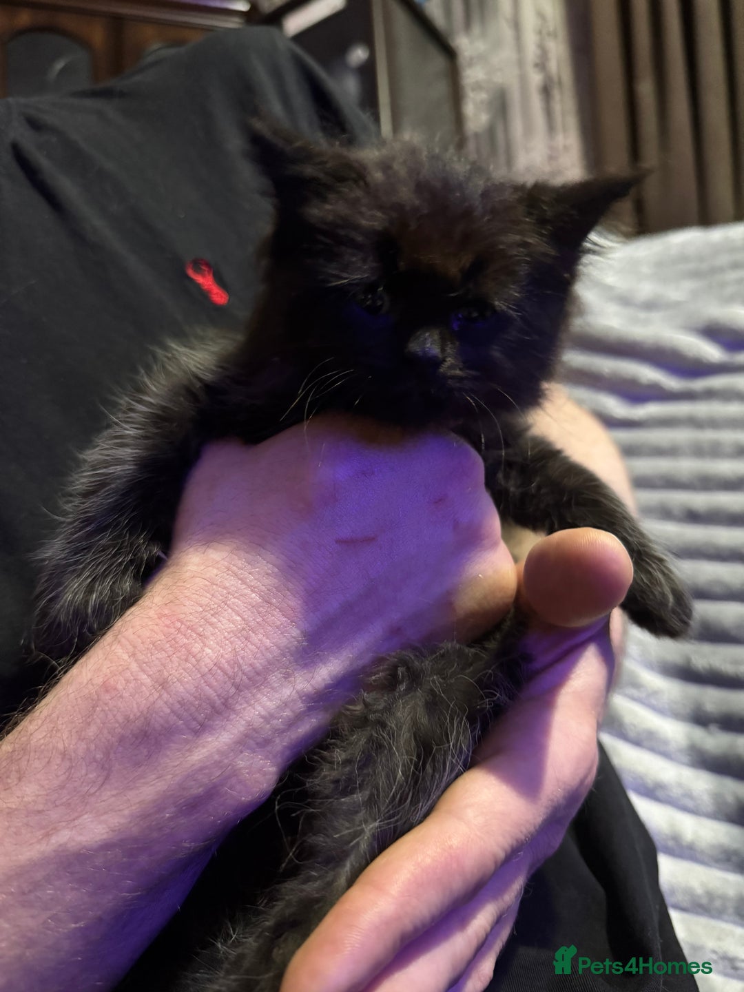 Mixed Breed cats for sale: British short hair cross maine coon  - Advert 11