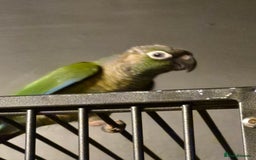 Conures birds for sale: Pair of black capped conures  - Image 3